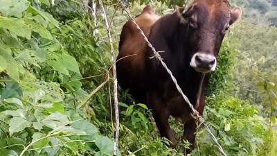 Ganaderos de Copán, en el occidente de Honduras, temen que el ganado esté infectado de rabia paralítica bovina.