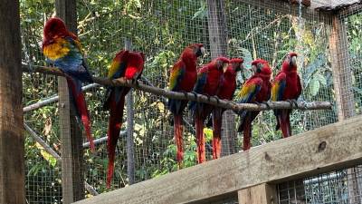 El grupo de guacamayas, símbolo patrio de Honduras, es el corazón de un ambicioso proyecto de reinserción, liderado por Macaw Mountain, aliados locales, ProAlas, tours operadores, Cámara de Turismo y alcaldía de La Ceiba. Ésta última aportó un fondo de 125 mil lempiras para la liberación progresiva de 16 ejemplares traídos este jueves desde Copán.