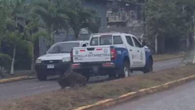 En la imágenes se ve a la patrulla en contravía en pleno bulevar de La Ceiba.