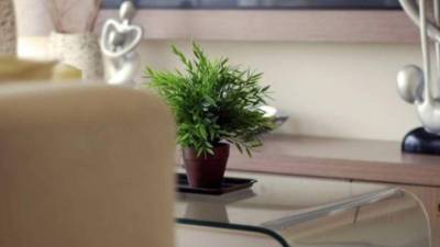 Nada mejor que que la naturaleza para purificar el aire y mejorar las temperaturas en nuestros hogares.