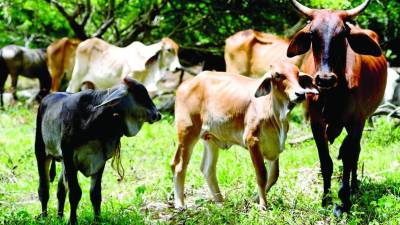 Ganado en una zona rural de Honduras.