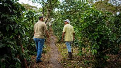 Estas son solo algunas de las formas en que demuestran transparencia y muestran su dedicación para ayudar a los productores a tener una mejor calidad de vida.