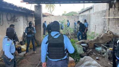 Policía encuentra plantación de marihuana en Honduras