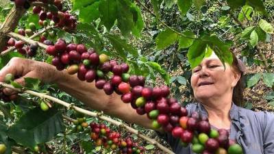 Finca de café en Honduras.