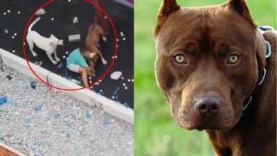 El incidente ocurrió la tarde del martes 12 de noviembre en Sao Paulo, Brasil.