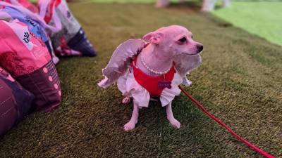 El Angel Fest se llevó a cabo como una jornada llena de entusiasmo, unión familiar y solidaridad en apoyo a la Fundación Ruth Paz. En esta foto se aprecia a Luna, una chihuahua de dos años que se robó todas las miradas con su ternura y belleza, participando en el concurso de angelitos.