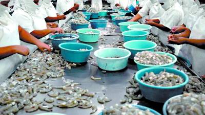 <b>Las fincas camarones del sur generan miles de empleos, en su mayoría a mujeres.</b>