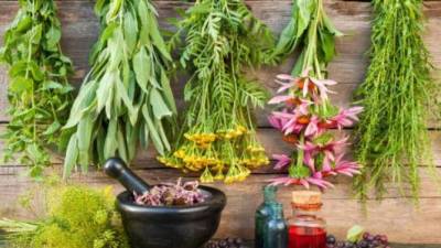 Las plantas contienen propiedades medicinales que pueden usarse para preparar recetas caseras para combatir la gripe, dolor de cabeza y el estreñimiento.