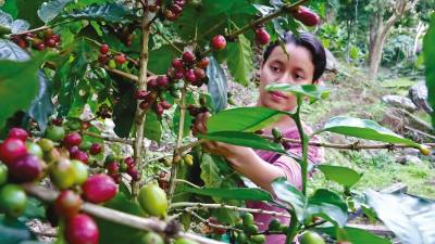 Una joven recolecta granos de café en una finca en Trinidad, Santa Bárbara. Fotos: Amílcar Izaguirre