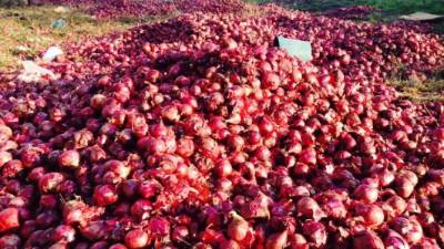 Miles de cebollas fueron lanzadas en la carretera Panamericana.