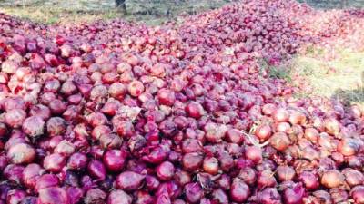 Las bolsas de cebolla roja y amarilla lanzadas durante esta semana en la carretera Panamericana.