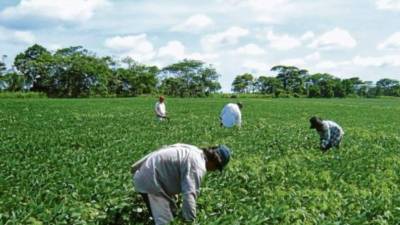 Reactivar la producción de soya podría estimular la generación de empleo en el agro.