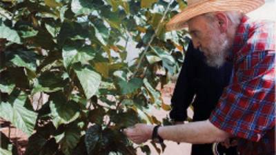 HAB302. LA HABANA (CUBA), 22/10/2012.- Fotografía sin fechar cedida por Cubadebate hoy, lunes 22 de octubre de 2012, del expresidente de Cuba Fidel Castro caminando entre un cultivo. Castro salió hoy al paso de los rumores que han circulado en los últimos días, sobre un agravamiento de su estado de salud, con un artículo donde desmiente esas 'mentiras', acompañado de fotos recientes en las que se le ve al aire libre y de pie apoyado en un bastón. EFE/CUBADEBATE/SOLO USO EDITORIAL NO VENTAS