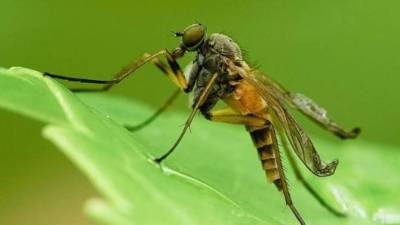 Expertos aseguran que existen alrededor de 2,000 especies de insectos que pueden ser consumidos.