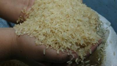 Honduras solo produce aproximadamente la mitad del arroz que consume anualmente.