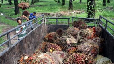 Jóvenes trabajan en plantaciones de palma.