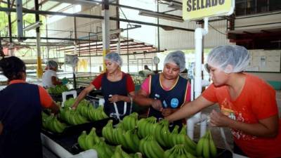 Mujeres etiquetan racimos de banano para exportación en una fábrica. Harvard llama a diversificar las economías.