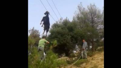 Los empleados de la compañía de energía eléctrica llegaron para rescatar el animal.