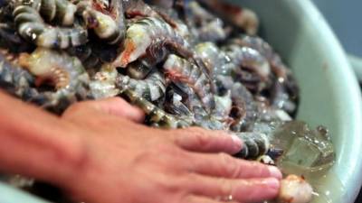 Camarón para consumo en la zona sur del país.