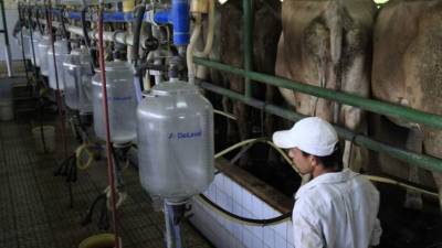 El sector ganadero hondureño es el que más provecho le ha sacado al financiamiento que puso a disposición el Gobierno.