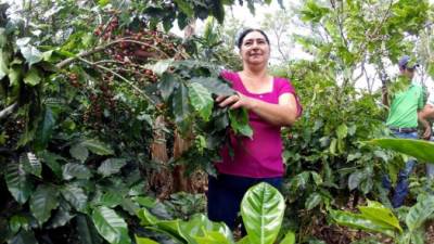 El tratamiento del grano de café recibe un largo y delicado proceso desde que está en la finca hasta los patios de secado de los compradores.