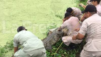 El reptil será puesto en su hábitat.