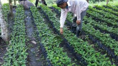 El programa prevé la reforestación de 1,500 manzanas de árboles en las cuencas de recarga de las pequeñas hidroeléctricas.