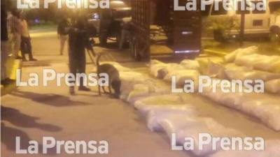 Los sacos con gallinaza pero que según las autoridades, podría contener droga.