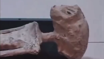 Los cuerpos fueron hallados en 2017.