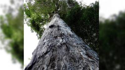 Fotografía cedida por el Instituto Internacional para la Exploración de Especies (IISE) de la Facultad de Ciencias Ambientales y Forestales (ESF) de la Universidad Estatal de Nueva York, que muestra un árbol perteneciente al género de leguminosas Dinizia encontrado en Brasil y que se estima que puede llegar a las 62 toneladas (56.000 kg). EFE/Gwilym P. Lewis/IISE-NYU ESF
