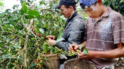 Más de 6.4 millones de quintales se exportaron en ciclo 2014-2015.