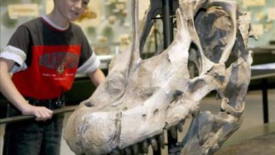 Un niño mira fascinado el cráneo de un Braquiosaurio durante la inauguración del Museo de Historia Natural de Berlín. EFE/Archivo
