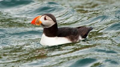 Los animales morirán de hambre si tienen que hacer frente a un ciclón que dure más allá de los pocos días que sus reservas corporales les permiten resistir sin alimentarse.