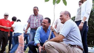 El alcalde Armando Calidonio inició la plantación de caobas en San Pedro Sula.