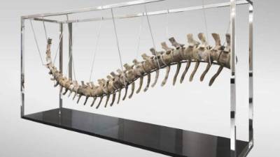 La cola de dinosaurio subastada esta semana en México fue comprada e importada legalmente en Estados Unidos en 2017, afirmó hoy Efe Ernesto Durán, director de Pietra Gallery, vendedora del fósil de presunto origen marroquí. Fotografía sin fecha cedida por Casa Morton el miércoles 17 de enero de 2018. EFE/Casa Morton/SOLO USO EDITORIAL