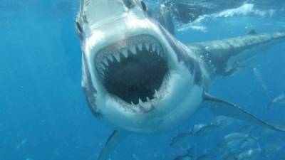Los científicos consideran que el tiburón tiene 50 años de edad.