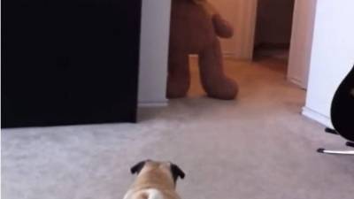 Con un oso de peluche gigante le hicieron pasar un susto a su mascota.