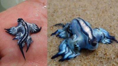 Su nombre científico es Glaucus Atlanticus, o babosa azul