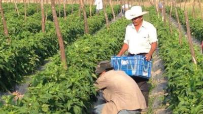 Dos productores en el Valle de Comayagua trabajan en la cosecha de hortalizas para consumo nacional.