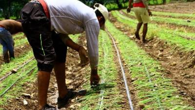 Productores dependieron todo el año de sistemas de riego ante la extrema sequía que imperó en el país.