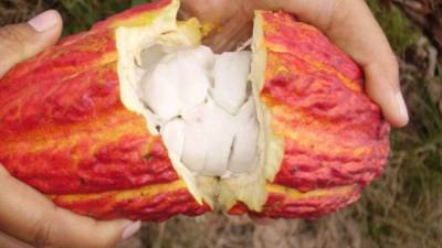 El sector cacao quiere agregarle más valor agregado a su producto.