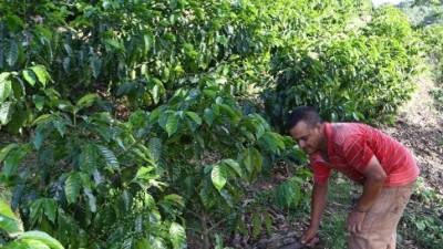 No extenderán el área de siembra
