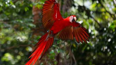 imponentes. Actualmente más de 95 guaras están volando libres por los cielos del Valle Sagrado de la Guara Roja en Copán.