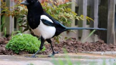 Las urracas macho pueden sentirse amenazadas y atacar, ya sea a humanos u otros animales cuando cuidan los nidos de las hembras. Foto: Pixabay