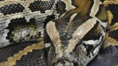 La serpiente batiría un récord Guinness.