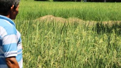 Rubro. Reducir los intereses puede reactivar sectores productivos como el agroalimentario, que es uno de los más deprimidos.