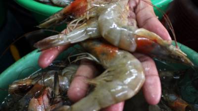 México es el quinto país en importancia para el camarón hondureño.