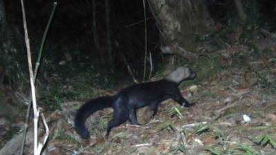 Fotos cortesía: Programa Jaguar - Panthera Honduras