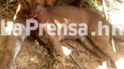 El puma fue cazado en Sensenti en el occidental municipio de Ocotepeque.