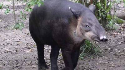 Danto (tapirus bairdii) El tapir centroamericano, o norteño, es una especie de mamífero perisodáctilo de la familia de los tapíridos.